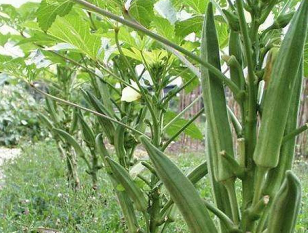 补肾草的功效与作用有哪些？