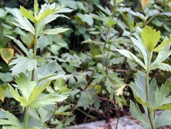 补肾草的生长过程是怎样的？