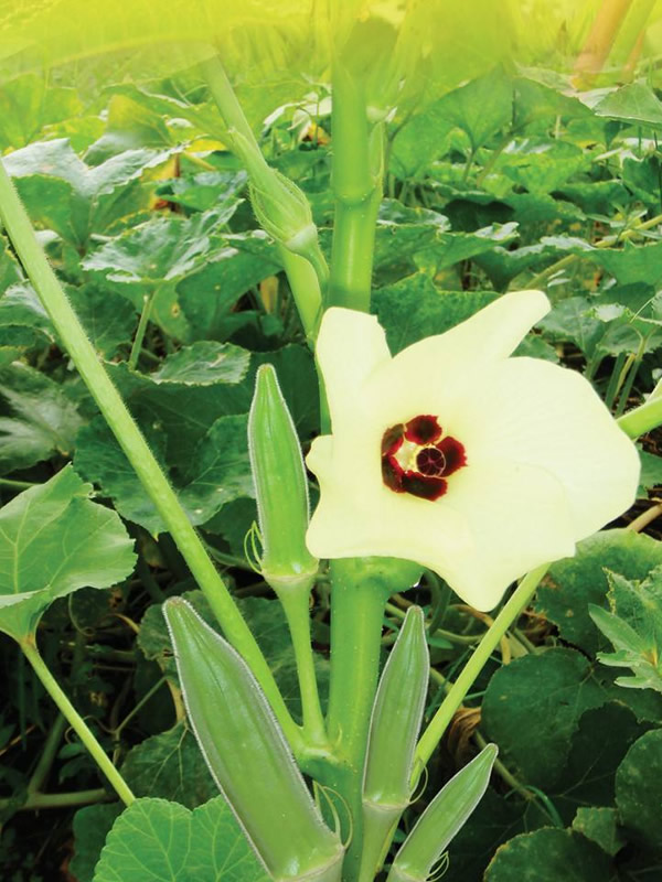 补肾草的吃法有哪些？怎么吃最有效果？