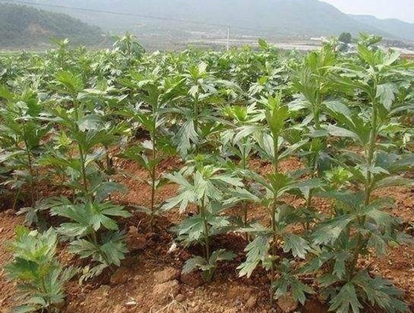 补肾草的种植有哪些技巧和注意事项？