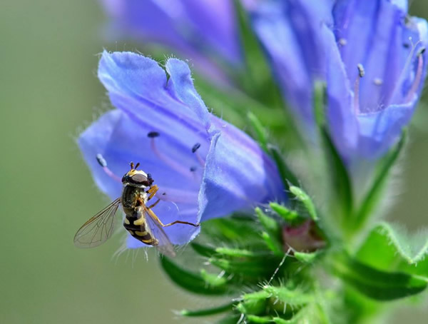 蓝蓟花期是什么时间？几月份开花最好看？