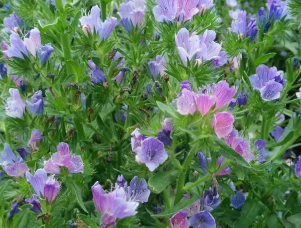 蓝蓟花有什么用？有哪些价值？