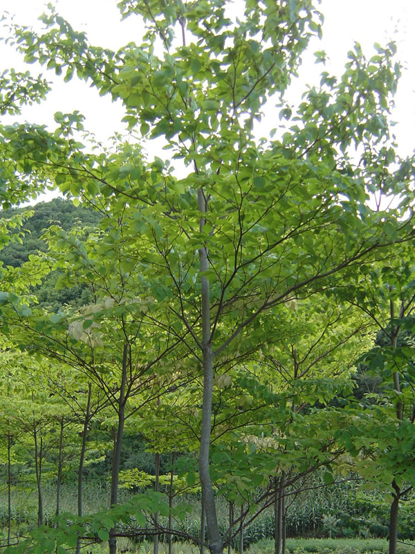 枫杨树扦插季节是什么时候？