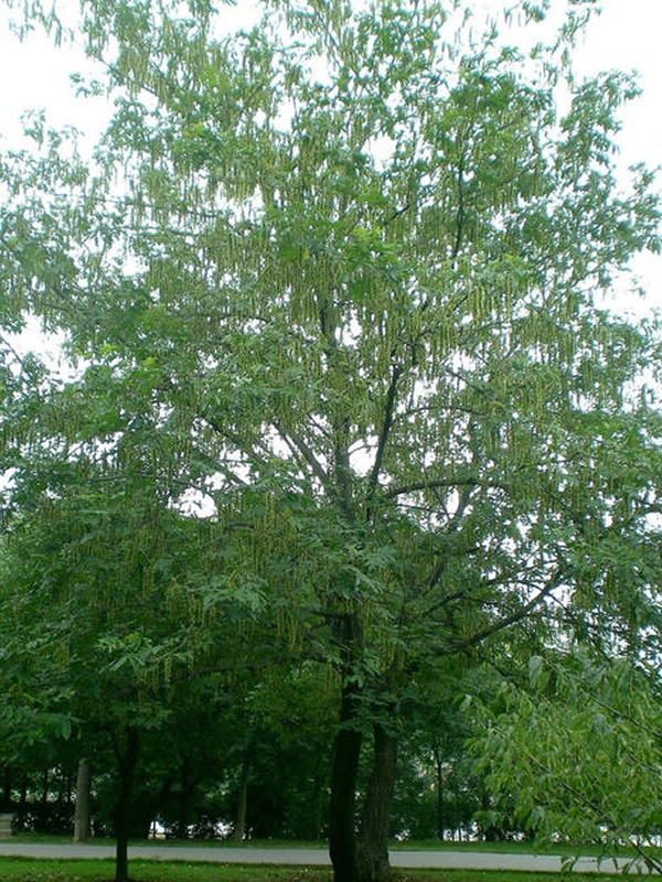 枫杨树秋天移栽可以吗？