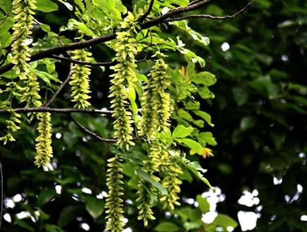 枫杨树的树皮为什么会裂开？