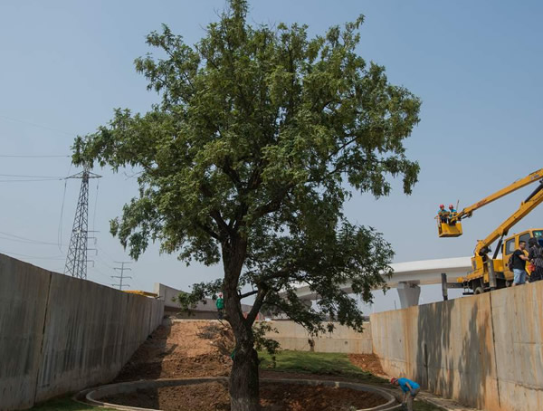 枫杨树如何育苗效果最好？