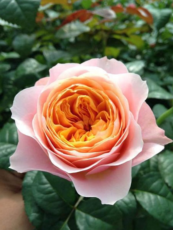 温柔珊瑚心月季的优缺点有哪些？