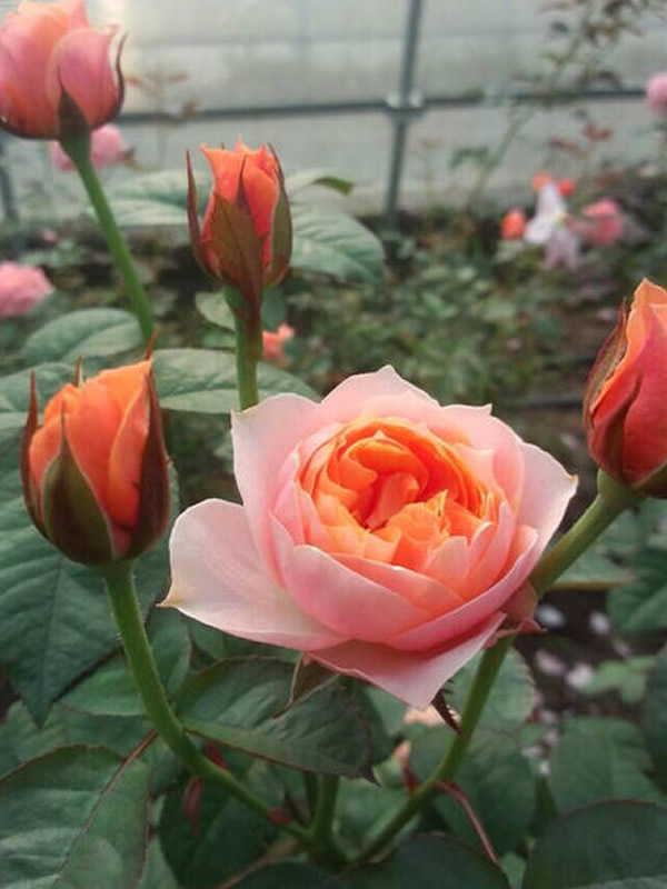 温柔珊瑚心月季怎么样？有哪些特点？