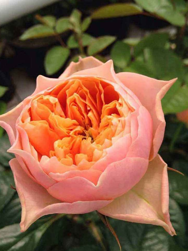 温柔珊瑚心月季有多高？