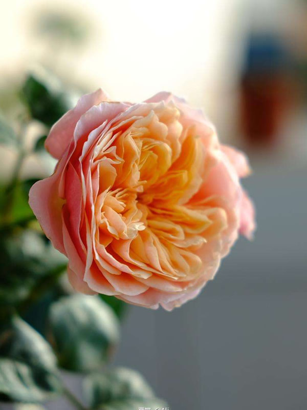 温柔珊瑚心月季是灌木植物吗？