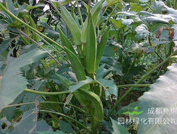 补肾草为什么叫补肾草？