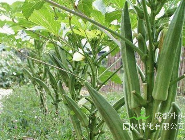 补肾草的功效与作用有哪些？