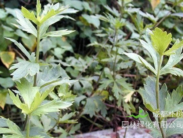 补肾草的生长过程是怎样的？