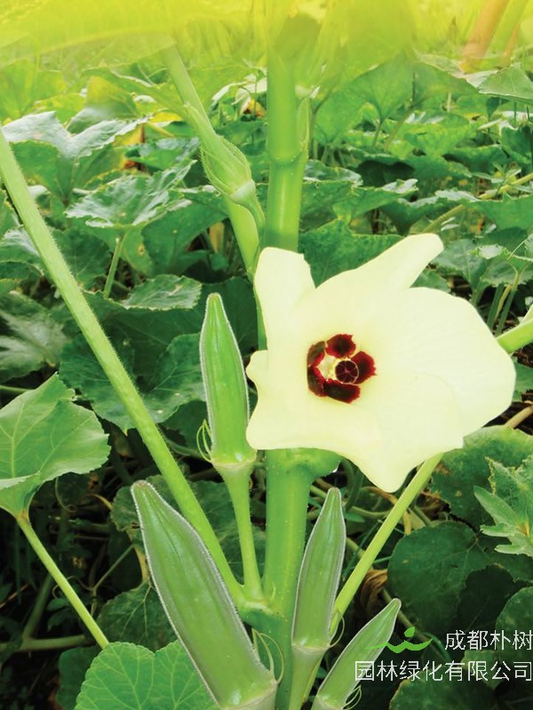 补肾草的吃法有哪些？怎么吃最有效果？