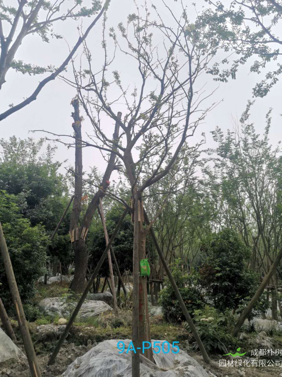 如何养护朴树盆景？