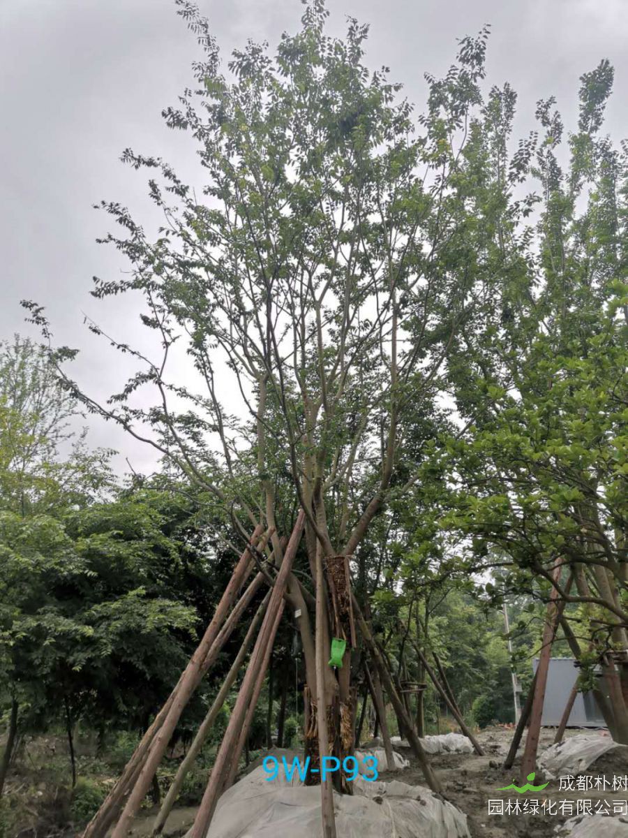 朴树如何种植？