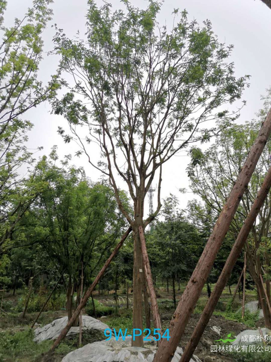 如何区别榉树与朴树？