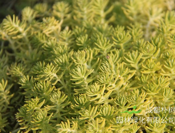 金叶佛甲草耐寒吗？能够在北方种植么？