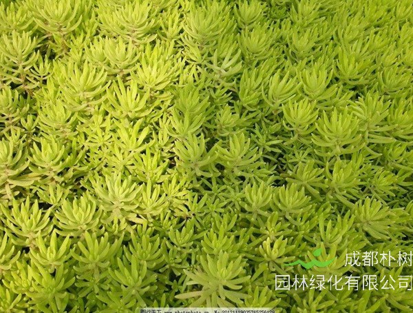 金叶佛甲草怎么养才能生长得更好？