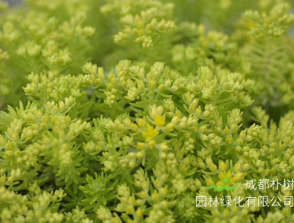 金叶佛甲草寓意有哪些？花语是什么？