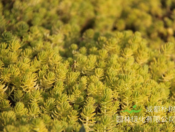 金叶佛甲草的药用价值有哪些？