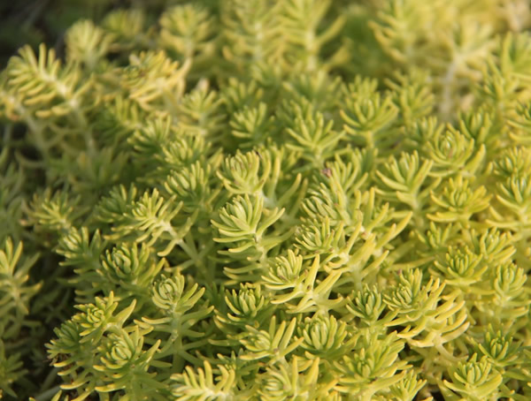 金叶佛甲草耐寒吗？能够在北方种植么？