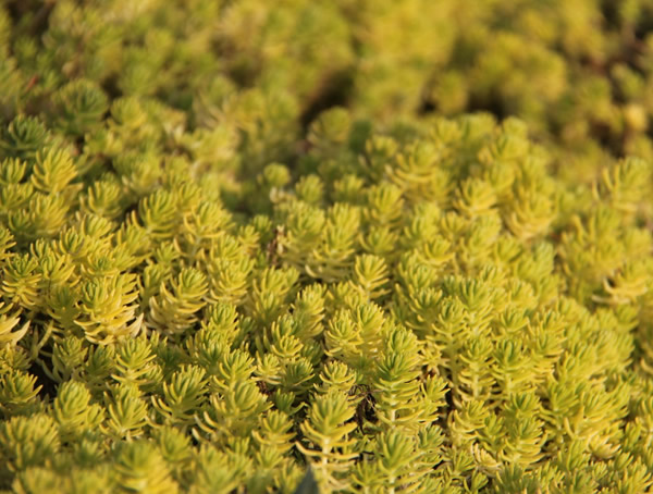 金叶佛甲草的药用价值有哪些？