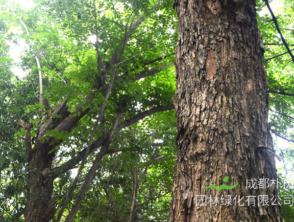 降香木是黄花梨吗？