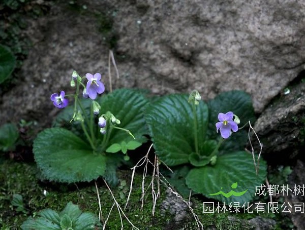 牛耳草的功效与作用有哪些？