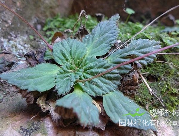 牛耳草的别名是什么？