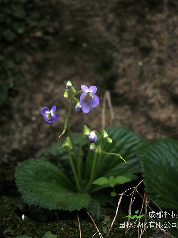 牛耳草一般长在什么地方？