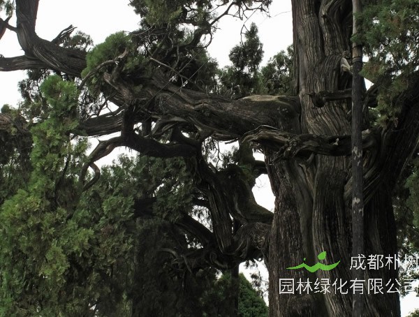 崖柏是什么树种？有哪些功效与作用？