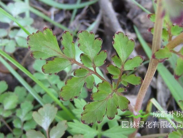 地锦苗的功效与作用有哪些？