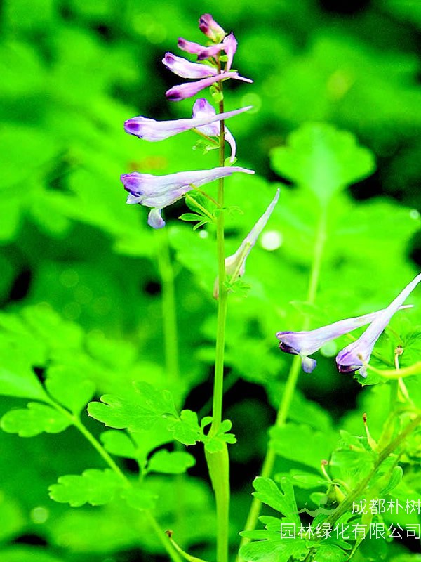 地锦苗与马齿苋的区别有哪些？