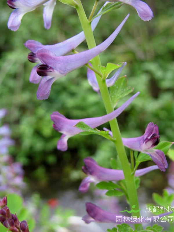 地锦苗生长在什么地方？