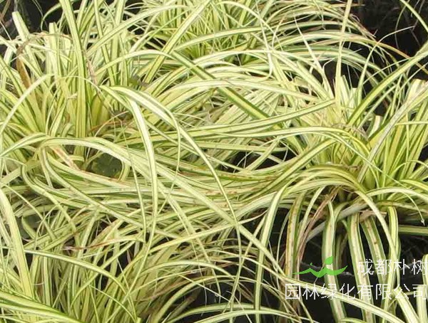 金叶苔草的养护注意事项有哪些?