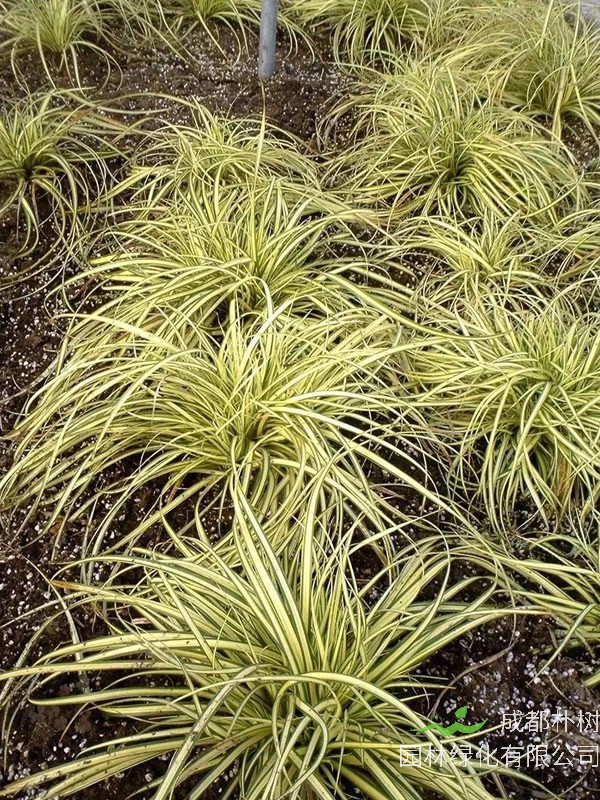 金叶苔草会开花吗？花期是几月？