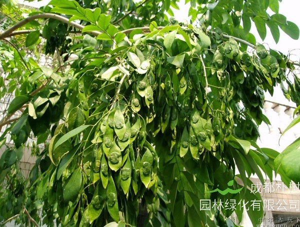 降香木有什么功效？有哪些作用？