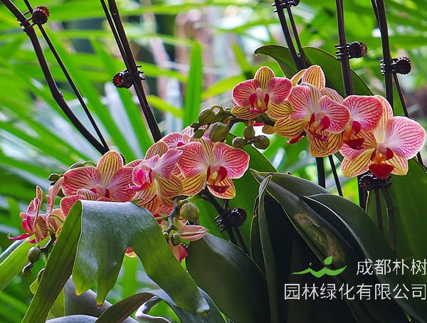 蝴蝶兰的养殖方法和注意事项有哪些？