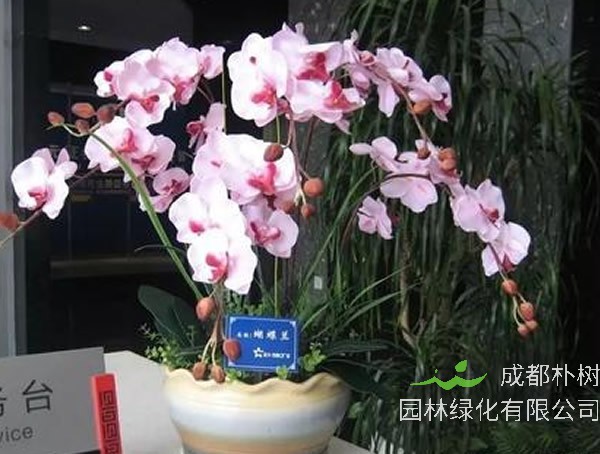 蝴蝶兰的花语和寓意是什么？