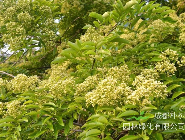 降香木如何种植？方法有哪些？