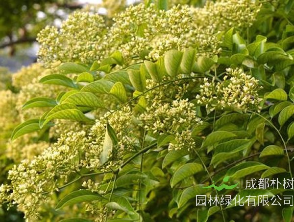 降香木适合北方种植吗？