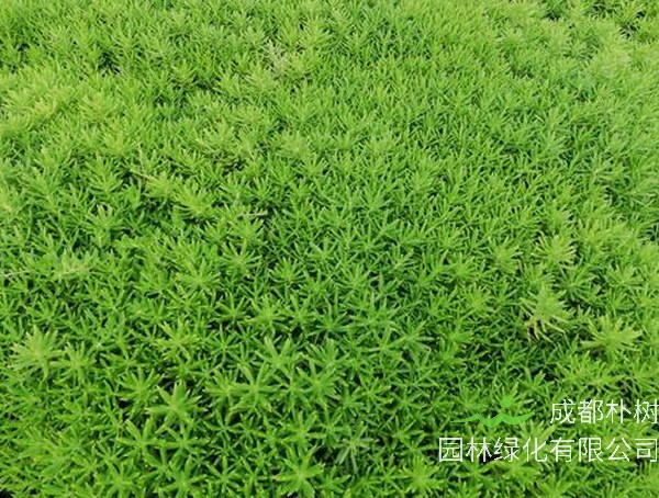 金叶佛甲草盆栽怎么养植最好看？