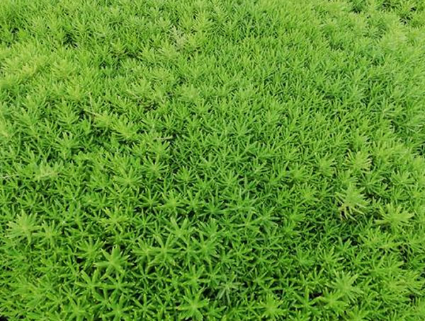 金叶佛甲草盆栽怎么养植最好看？