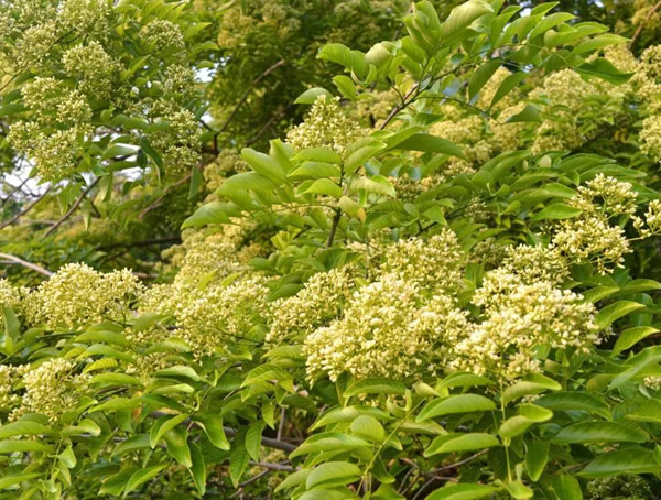 降香木如何种植？方法有哪些？