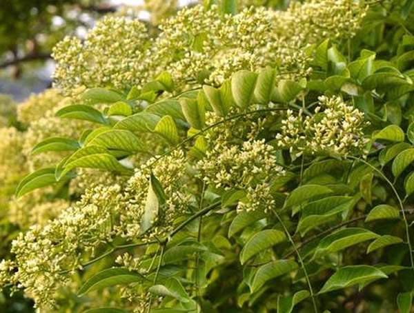 降香木适合北方种植吗？