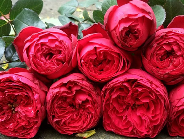 茶花女月季的优缺点有哪些？