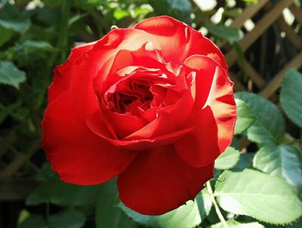 茶花女月季是藤本还是灌木植物？