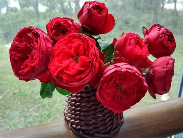 茶花女月季适合盆栽吗？