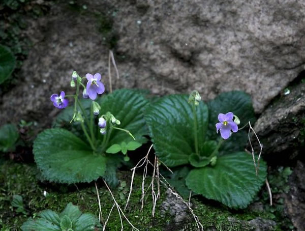 牛耳草的功效与作用有哪些？